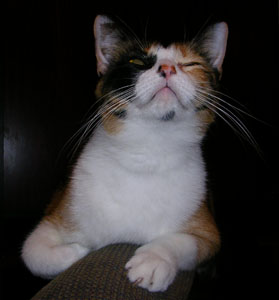 tickles looking up